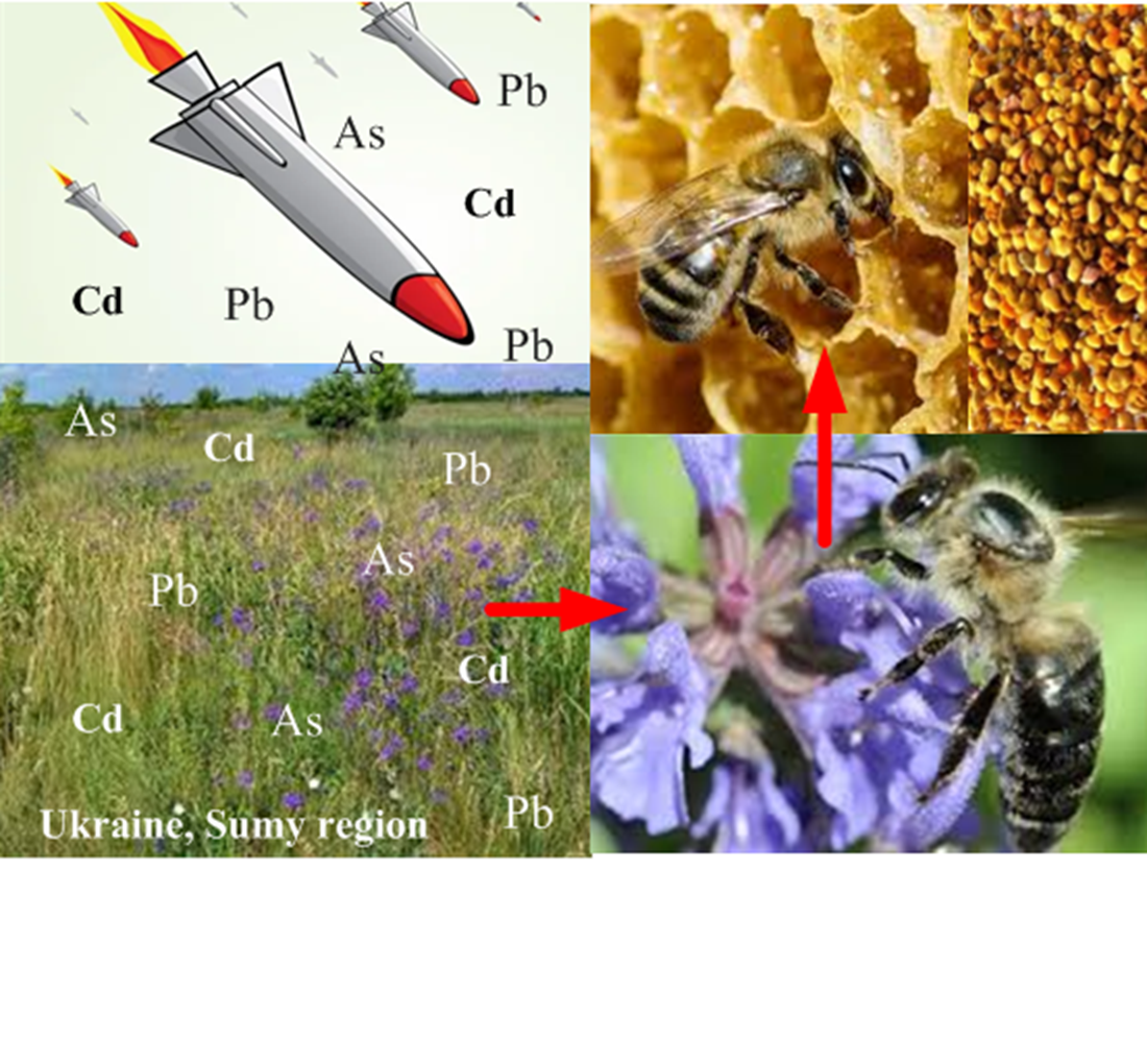 Revealing the bioaccumulation of heavy metals in honey plants and their translocation into apiproducts