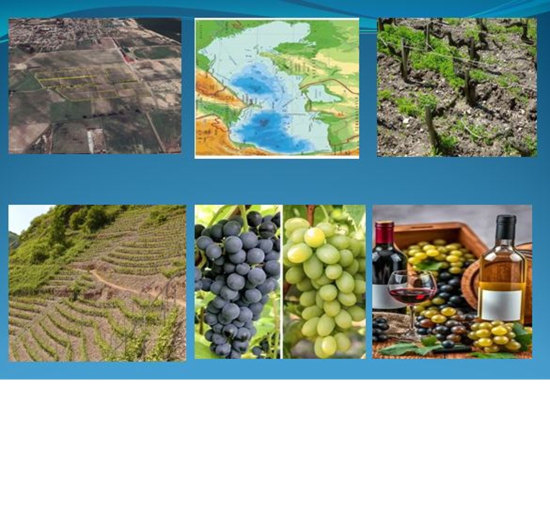 Investigation of patterns associated with the effect of soil and climatic conditions at the absheron peninsula on the quality indicators of introduced grape varieties and wine samples prepared from them