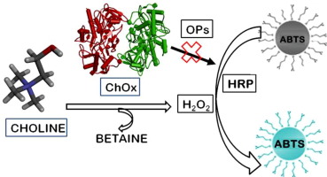 Моніторинг холіну для оцінки запального гепатиту