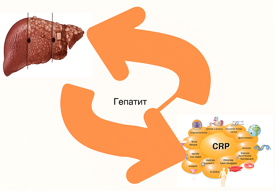 Study of the potential anti-inflammatory properties of a new remedy based on a dicarboxylic acid derivative in the conditions of toxic hepatitis