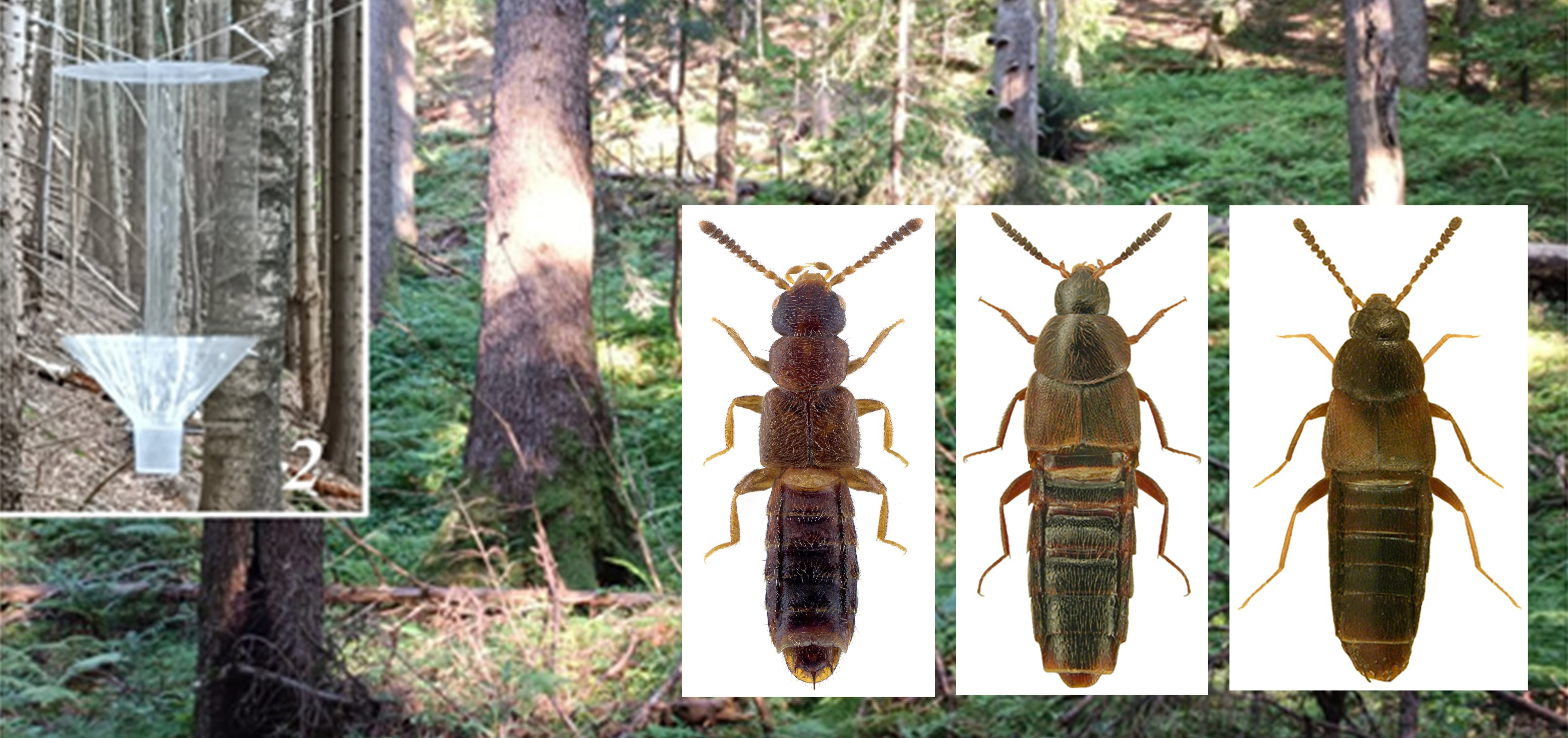 Saproxylic rove beetles of the subfamily Aleocharinae (Coleoptera, Staphylinidae) in primeval fir forest of the Carpathian National Nature Park