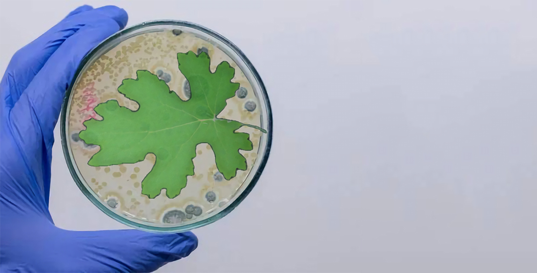 Acute toxicity and antimicrobial activity of the Plume Poppy extract (Macleaya microcarpa (Maxim.) Fedde.)